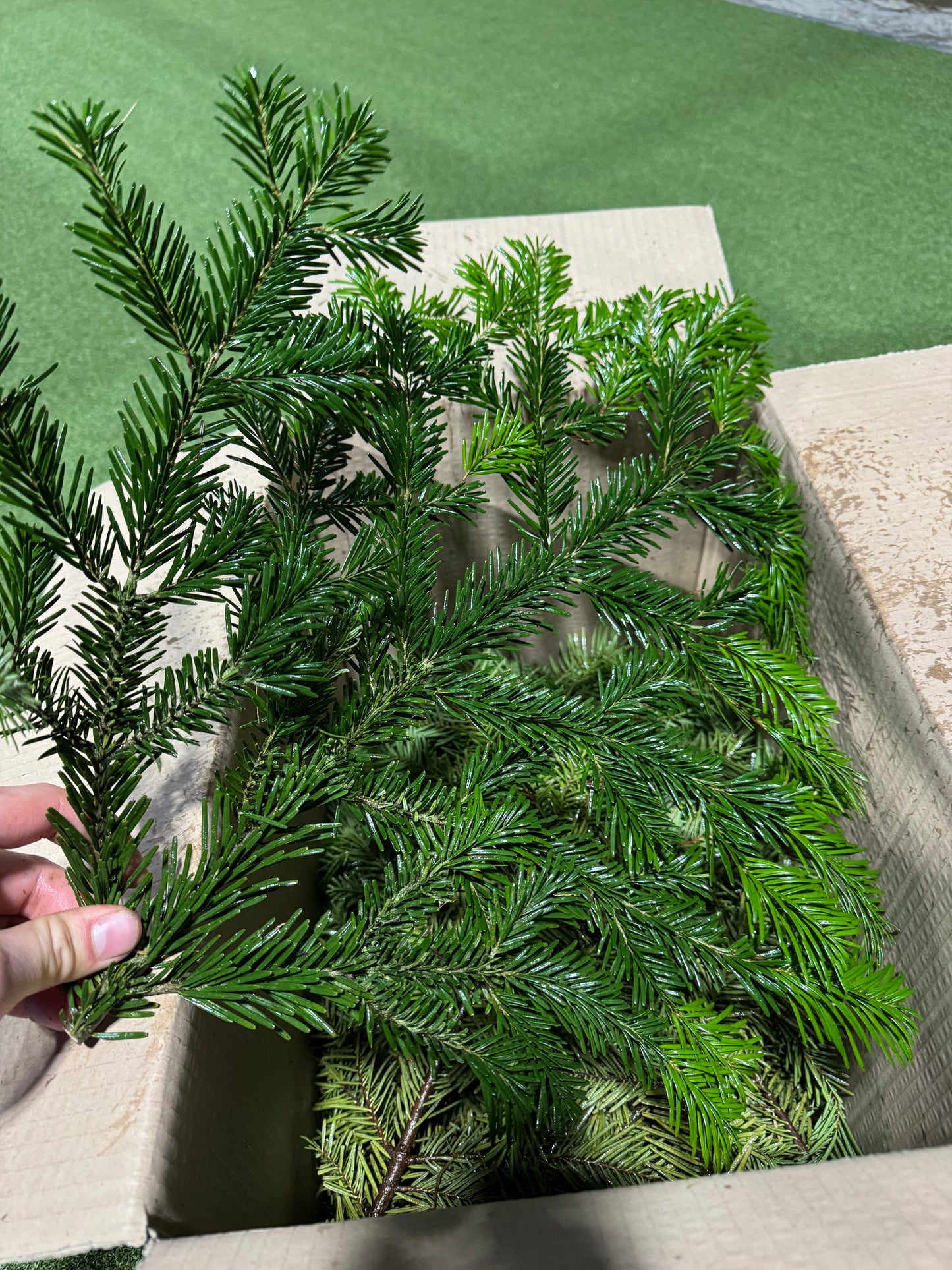 Nordmann Fir Foliage box 4-5kg