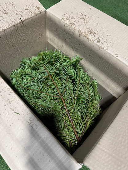 Nordmann Fir Foliage box 4-5kg