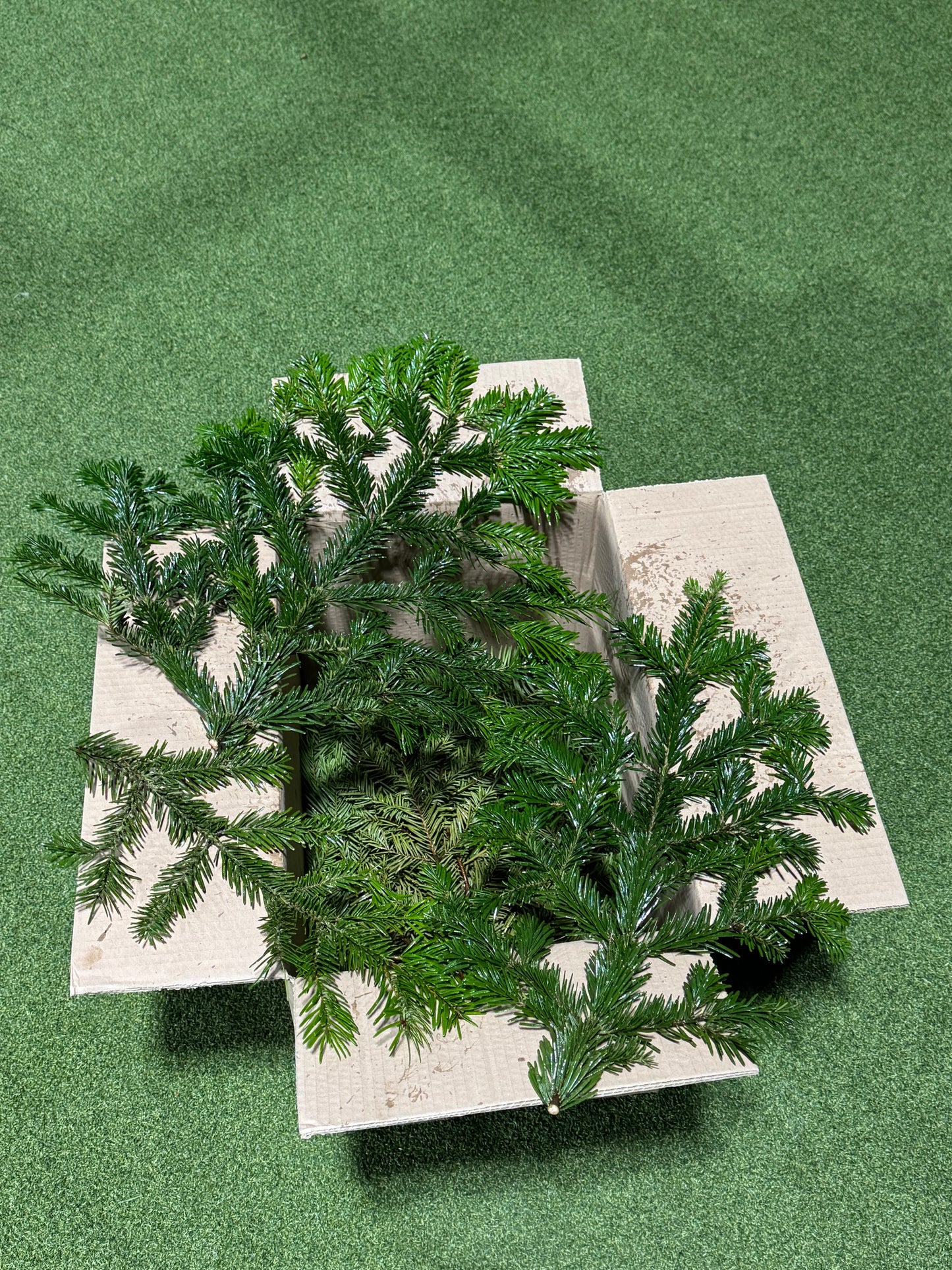 Nordmann Fir Foliage box 4-5kg