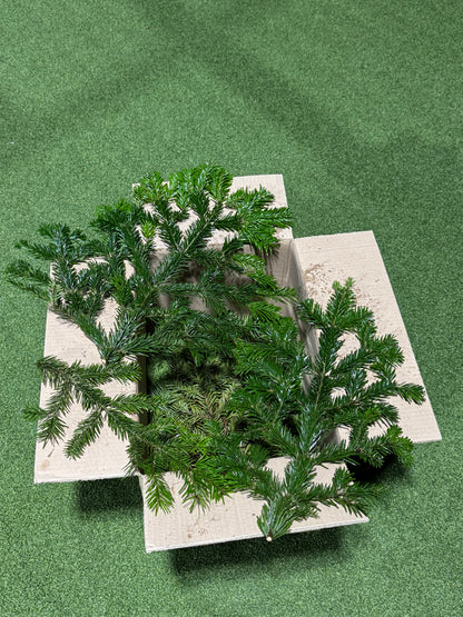 Nordmann Fir Foliage box 4-5kg