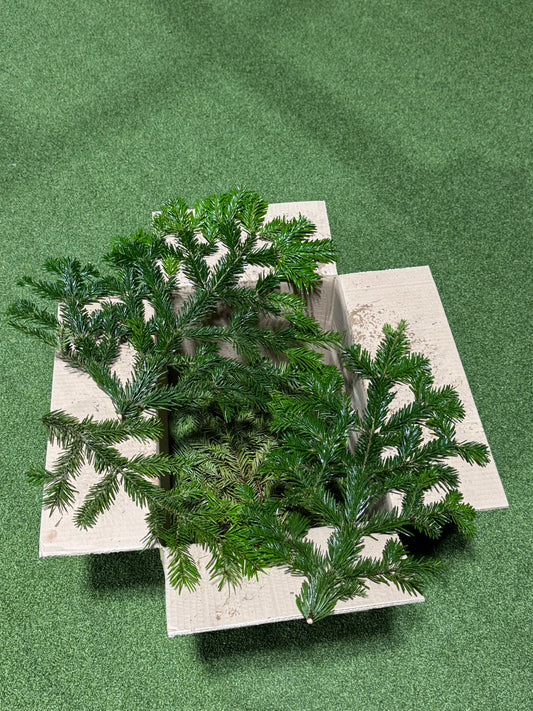 Nordmann Fir Foliage box 4-5kg