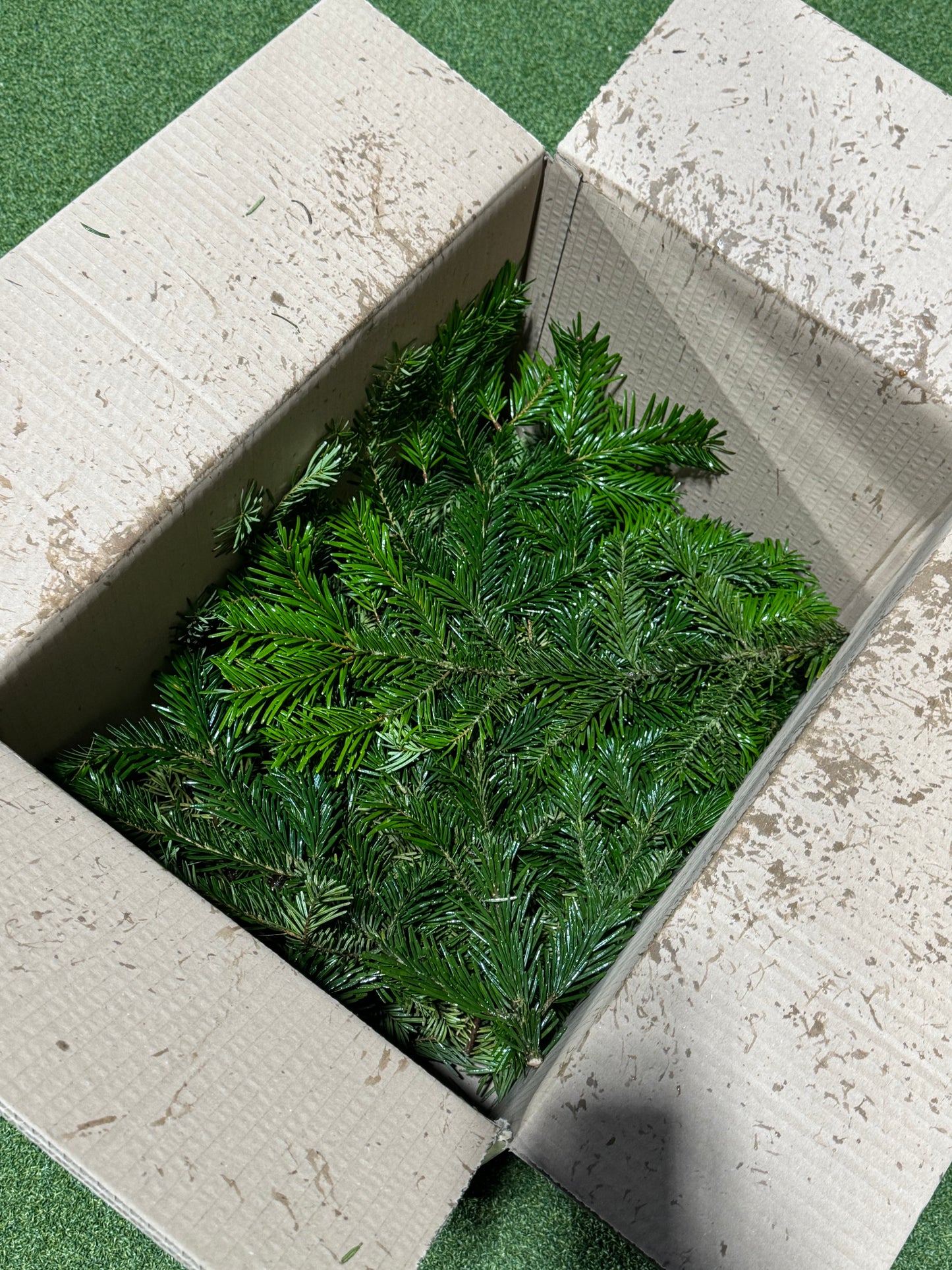 Nordmann Fir Foliage box 4-5kg