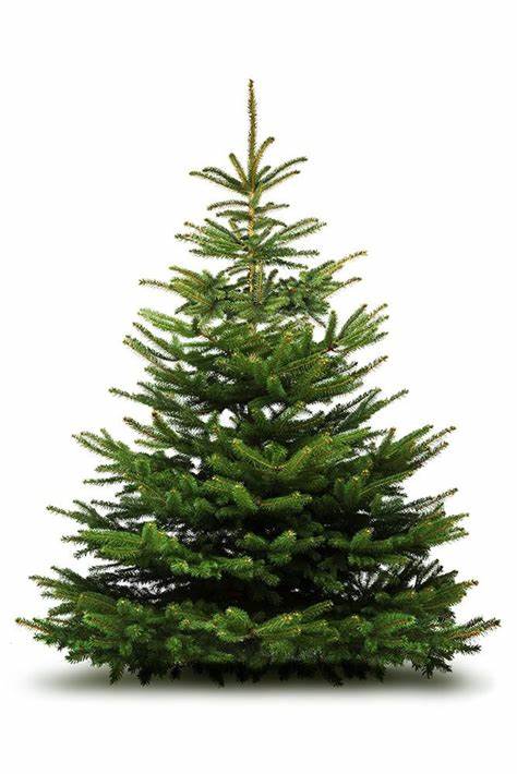 Nordmann Fir Tree 5-6 ft